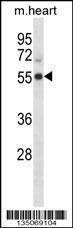 Anti-CDK15 Rabbit Polyclonal Antibody (FITC (Fluorescein Isothiocyanate))