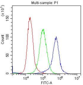 Anti-KIT/SCFR Polyclonal Antibody