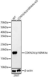 Antibody anti-CDKN2A 100 µl