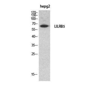 Western blot analysis of HepG2 cells using Anti-LILRB5 Antibody