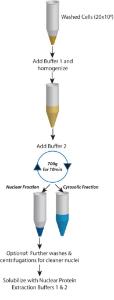 Protein fractionation kit, nuclear and cytoplasmic extraction kit