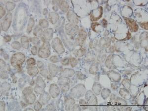 Anti-OXSR1 Mouse Monoclonal Antibody [clone: 3A8]