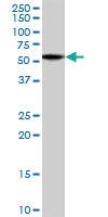 Anti-TPTE Goat Polyclonal Antibody