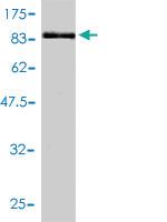 Anti-TCP1 Mouse Monoclonal Antibody [clone: 2B2-D6]