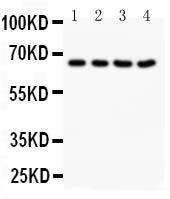 Anti-NOX1 Rabbit Polyclonal Antibody