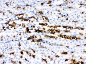 Anti-SLC4A1 Rabbit Polyclonal Antibody