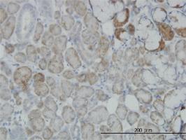 Anti-OXSR1 Mouse Monoclonal Antibody [clone: 3A8]