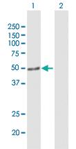 Anti-ARHGEF10 Mouse Polyclonal Antibody