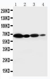 Anti-NOX2/gp91phox Rabbit Polyclonal Antibody