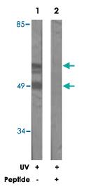 Anti-MAPK8 Rabbit Polyclonal Antibody