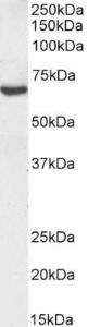 Antibody anti-TGFBI A84754-100 100 µg