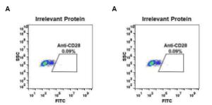 Expi 293 cell line transfected with irrelevant protein (A) and human CD28 (B) were surface stained with Anti-CD28 Antibody [DM64] - Azide free (A318633) at 1 µg/ml followed by Anti-Rabbit IgG Antibody (Alexa 488)