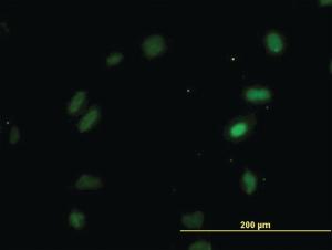 Anti-OXSR1 Mouse Monoclonal Antibody [clone: 3A8]