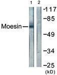 Anti-EZR Rabbit polyclonal antibody