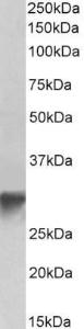 Anti-GOLPH3 Antibody (A84755) (0.3 µg/ml) staining of Human Platelets lysate (35 µg protein in RIPA buffer). Primary incubation was 1 hour. Detected by chemiluminescence