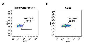 Expi 293 cell line transfected with irrelevant protein (A) and human CD28 (B) were surface stained with Anti-CD28 Antibody [DM63] - Azide free (A318634) at 1 µg/ml followed by Anti-Rabbit IgG Antibody (Alexa 488)