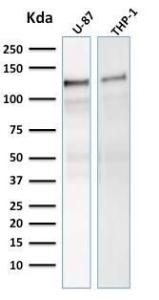 Western blot analysis of human U-87 and THP-1 cell lysates using Anti-Vinculin Antibody [VCL/2575]