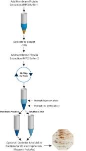 Protein fractionation kit, FOCUS™ Membrane Proteins