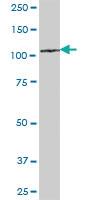 Anti-ZHX3 Mouse Polyclonal Antibody