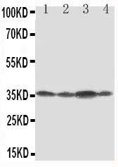 Anti-Podoplanin/gp36 Rabbit Polyclonal Antibody