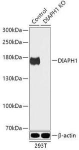 Western blot analysis of extracts from normal (control) and DIAPH1 knockout (KO) 293T cells, using Anti-DIAPH1 Antibody (A92834) at 1:1,000 dilution