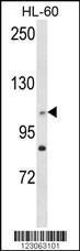 Anti-CEP128 Rabbit Polyclonal Antibody (PE (Phycoerythrin))