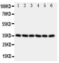 Anti-Podoplanin/gp36 Rabbit Polyclonal Antibody