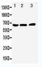 Anti-NUR77 Rabbit Polyclonal Antibody