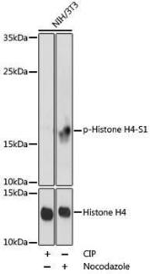 Western blot analysis of extracts of NIH/3T3 cells, using Anti-Histone H4 (phospho Ser1) Antibody (A92835) at 1:1,000 dilution or Histone H4 Rabbit polyclonal antibody (A1131)