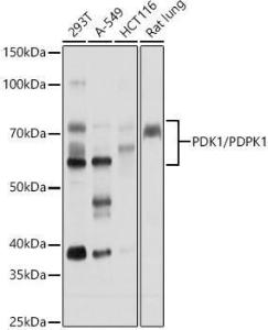 Antibody A306122-100 100 µl