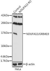 Western blot analysis of extracts from normal (control) and NDUFA13/GRIM19 knockout (KO) HeLa cells, using Anti-GRIM19 Antibody (A92836) at 1:1,000 dilution. The secondary antibody was Goat Anti-Rabbit IgG H&L Antibody (HRP) at 1:10,000 dilution.