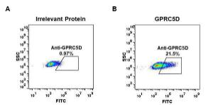 Anti-GPCR GPRC5D antibody