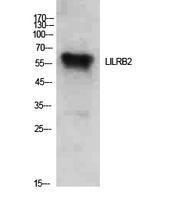 Western blot analysis of extracts from Hela cells using Anti-LILRB2 Antibody