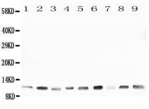 Anti-Cpn10 Rabbit Polyclonal Antibody