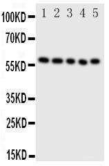 Anti-ERp57 Rabbit Polyclonal Antibody