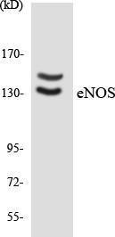 Western blot analysis of the lysates from HepG2 cells using Anti-eNOS Antibody