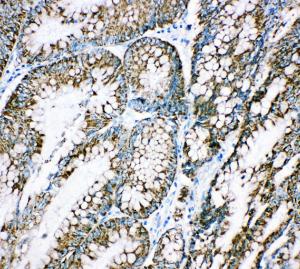 Anti-Cpn10 Rabbit Polyclonal Antibody