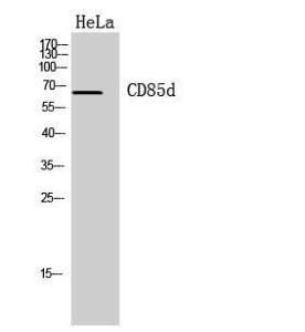 Western blot analysis of Hela cells using Anti-LILRB2 Antibody