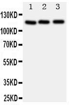 Anti-Myosin Phosphatase Rabbit Polyclonal Antibody