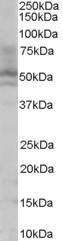 Anti-HNF4A Antibody (A83160) (0.1 µg/ml) staining of HepG2 lysate (35 µg protein in RIPA buffer). Detected by chemilu minescence