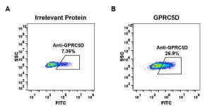 Antibody A318637-500