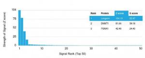 Analysis of protein array containing more than 19,000 full-length human proteins using Anti-Langerin Antibody [LGRN/1821]