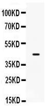 Anti-SP5 Rabbit Polyclonal Antibody