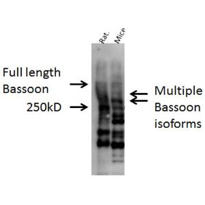 Anti-Bassoon Rabbit Polyclonal Antibody