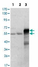 Anti-ETS1 Mouse Monoclonal Antibody [clone: 10D2]