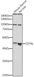 Anti-CD79a Antibody (A8388)