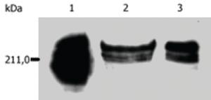 Anti-PTPRC Mouse Monoclonal Antibody [clone: MEM-56]