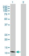 Anti-ISCA2 Mouse Polyclonal Antibody