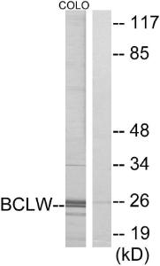 Western blot analysis of lysates from COLO cells using Anti-BCLW Antibody. The right hand lane represents a negative control, where the antibody is blocked by the immunising peptide