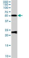 Anti-FBLN5 Goat Polyclonal Antibody